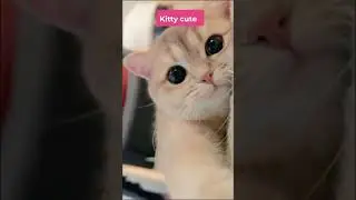 my sweety cat