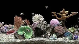 Beautiful Aquarium Three-stripe Damselfish Coral Tank. Real Water Sounds #Relax #Sleep #Water #Sound