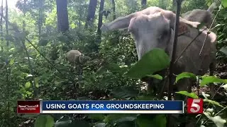 Nashville Property Owners Turning To 'Goat Guys' For Yard Clean-Up