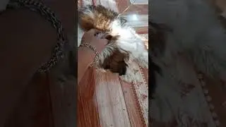 Having Zhih Tzu puppy.. ...01/11/23