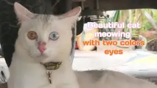 Beautiful cat with two colors eyes @vuthyCH
