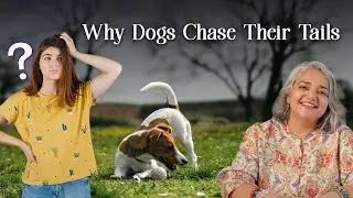 why do dogs chase their tails?