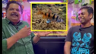 TALKING INDIAN NATIVE FISH with Mayur Dev Aquascaper | Indian Fish Room