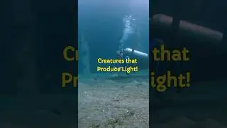 Animals that Produce their own Light!