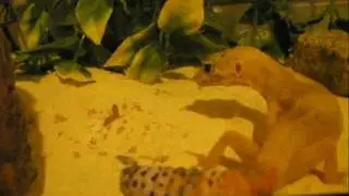 Lea the mighty gecko