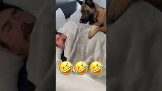 The Best Alarm Clocks 🐕😂👈 #dog #funnydogs #sleep #animals #pets #funny #shorts