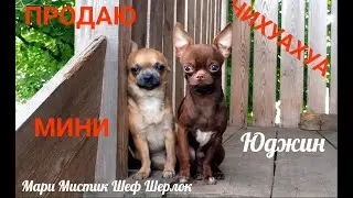 ПРОДАЮ #чихуахуа МИНИ Юджин 120 тр #купитьчихуахуа +79215950848 #продаю_щенка ШЕФ ШЕРЛОК ПРОДАН