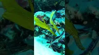 Robust ghost pipefish. #maldives #travel #maldivesislands #safari