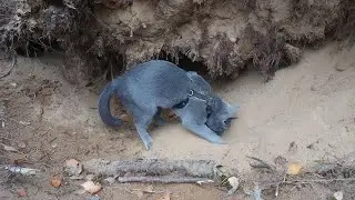 Caspian, a Russian blue cat, digging in the sand 01