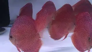Red Ruby Spider