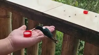 Humming Birds, Mindo, Ecuador