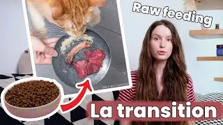 Comment passer son chat à l’alimentation crue ! | Raw Feeding | BARF | Prey Model