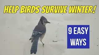 9 Easy Ways to Help Birds 🐦 Survive Winter (They Need Us!)