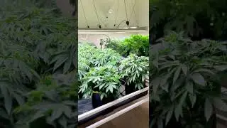 Before and after: Topping & Schwazzing