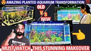 🔥Stunning Planted Tank Makeover You Can&rsquo;t Miss! #plantedtank #aquarium #aquascape 