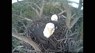 09-24-17 Big Bear Lake eagles; Mr. and Mrs. Big Bear's full morning visit.