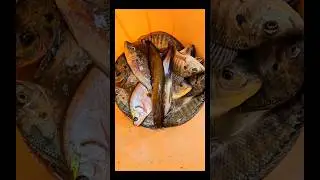 Great Bengal Fish Catching by Kolkata Fishing Barasat