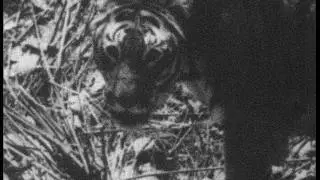 Old India: Maharajah on tigerhunt in 1938
