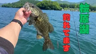 【桧原湖バス釣り】2025/6/7水温も上がってきて浅場にも魚が入ってきました😁👍✨
