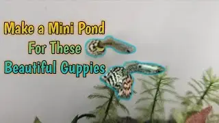 DIY Guppy Mini Pond from an Old Paint Bucket | Simple & Elegant! #guppies #guppy #guppyfish
