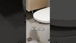 Кот любит шпионить за своим хозяином