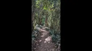 Main Range National Park - Wandering the Box Forest Track