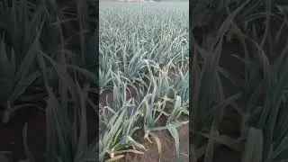 G1 Garlic most expensive crop in Pakistan #garlic #g1short #shorts