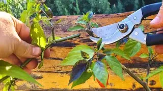 Мастер-класс по обрезке перцев после плодоношения. Serpent noir, Fidalgo roxa.