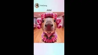 AiPetGang COMPILATION Loop! #memes