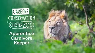 Chester Zoo Careers - Apprentice Carnivore Keeper
