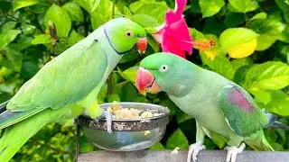 Talking Parrot Video USA।Funny Parrot Video USA। Sound Parrot Pet Video। Ringneck Parrot Cute Baird।