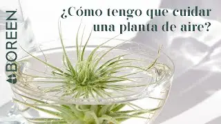 BOREEN Shop - &iquest;C&oacute;mo cuidar una planta de aire Tillandsia YUKI tectorum?