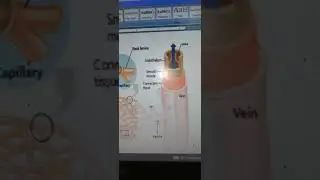 👉Biiology😸 The structure of blood vessels 🫀🖕