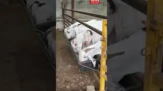 8983605996 Sanjari Goat Farm ##msqvlogs #viralshortsvideo #farm #farming #viralvideo
