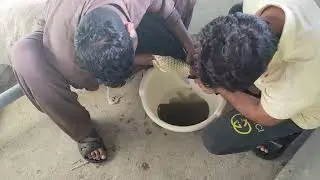 Fertilization|Stripping process|Ovulation| Artificial breeding| Grass Carp Breeding
