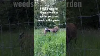 Goats outside the garden fence