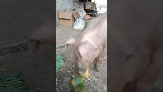 Кабан кантор в 3 месяца #pig #свиноматка #кабаны