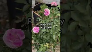 #gardening #plants A little narration free garden update. Subscribe to follow along