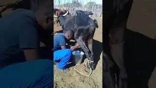 Embungu  lekwanekamba
