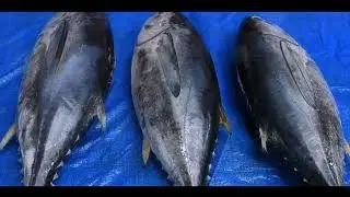 Top Tuna Fishing Spots in the Pacific Northwest