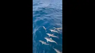 A pod of dolphins leading the way as we sail the big blue 🐬