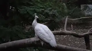 VID 20201208 175743