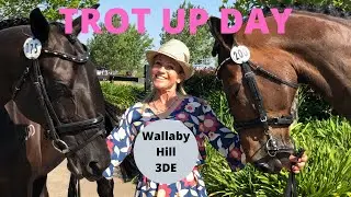 TROT UP IN A DRESS!! Wallaby Hill 3DE
