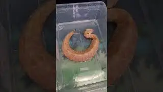 Albino Gaboon Viper, Miracle needs a clean.