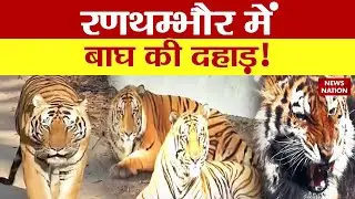 Rajasthan: रणथम्भौर टाइगर रिजर्व में क्यों है बाघों की बहार? देखिए ये रिपोर्ट | Ranthambore