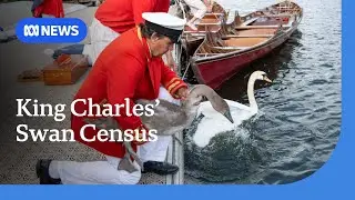 King Charles&rsquo; annual swan census wraps up on River Thames | ABC NEWS