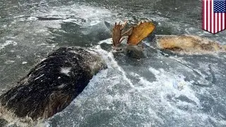 Battle to the death: two moose in Alaska found frozen in ice with antlers locked - TomoNews