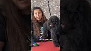 Barbone: taglio commerciale o espositivo? Scopriamo insieme 😉 #pets #cani #toelettatura #poodle