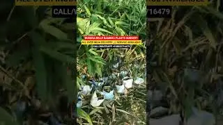 BUY BUDDHA BELLY BAMBOO AT LOW PRICE || CONT NO +918822716479 #shorts #shortvideo #farming #bamboo