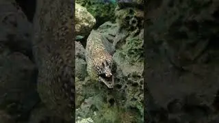 This Dragon Moray Eel Looks Straight Out of a Myth! 😲🌊